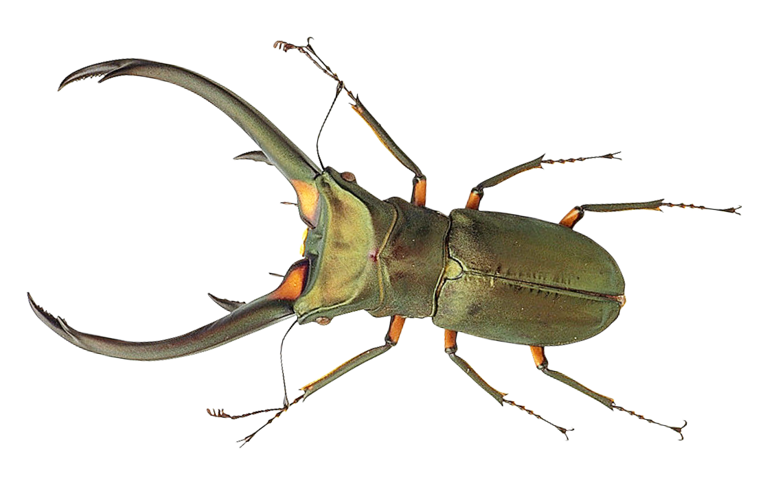 Stag Beetle Transparent Background PNG