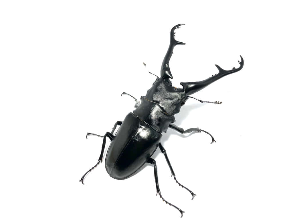 Stag Beetle White Background Wallpaper