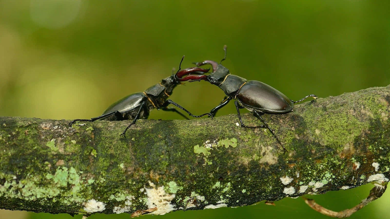 Stag Beetles Lockedin Combat.jpg Wallpaper