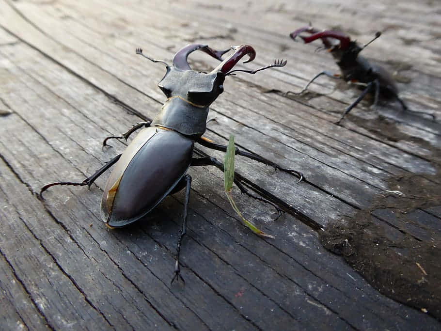 Stag Beetleson Wooden Surface Wallpaper