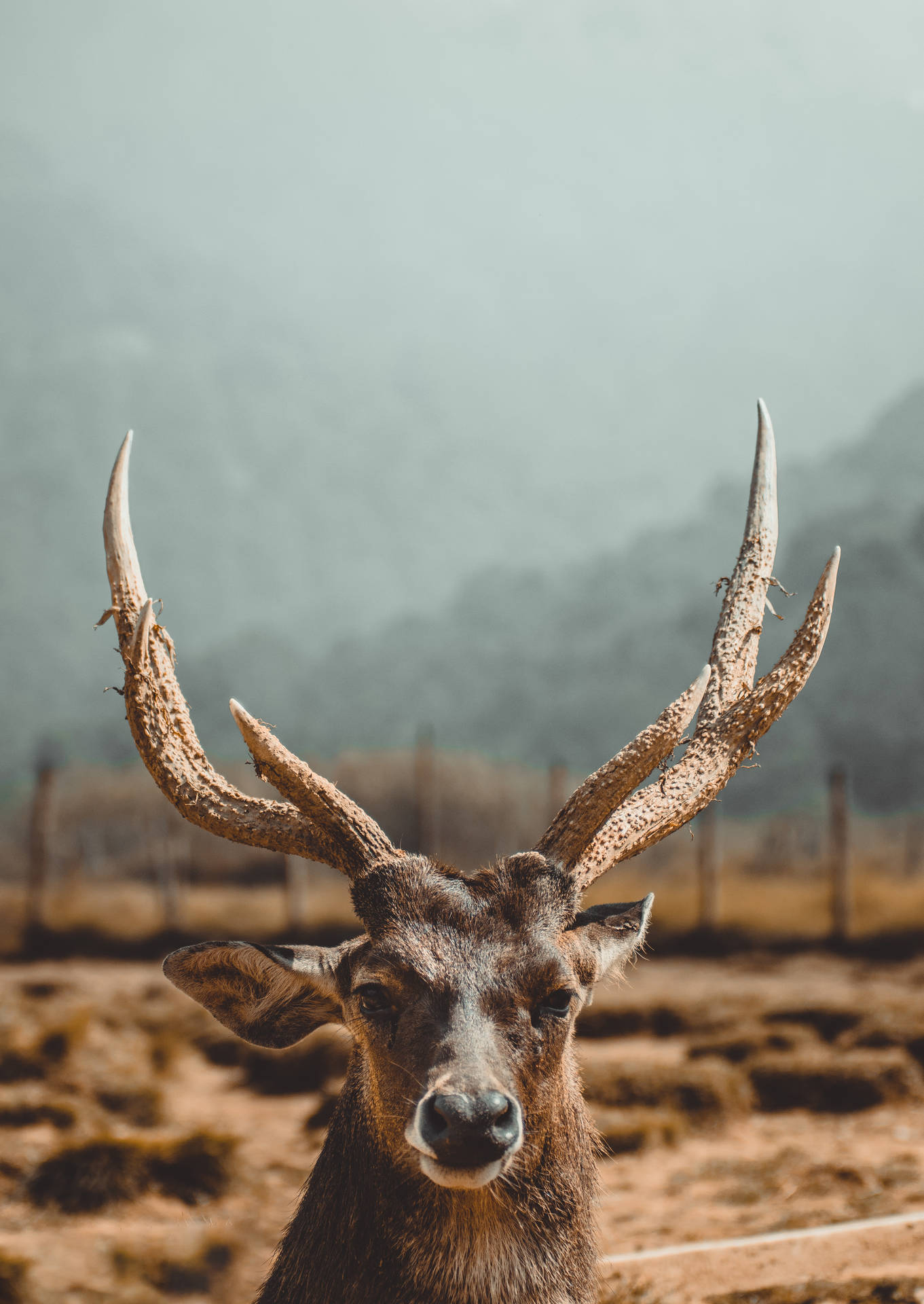 Stag Headshot Deer Hunting Wallpaper
