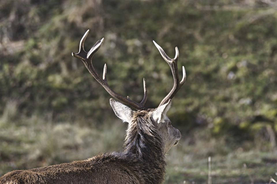 Top 999+ Deer Hunting Wallpapers Full HD, 4K✅Free to Use