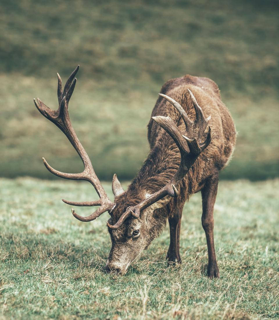 Stag With Big Antlers Grazing Deer Hunting Wallpaper