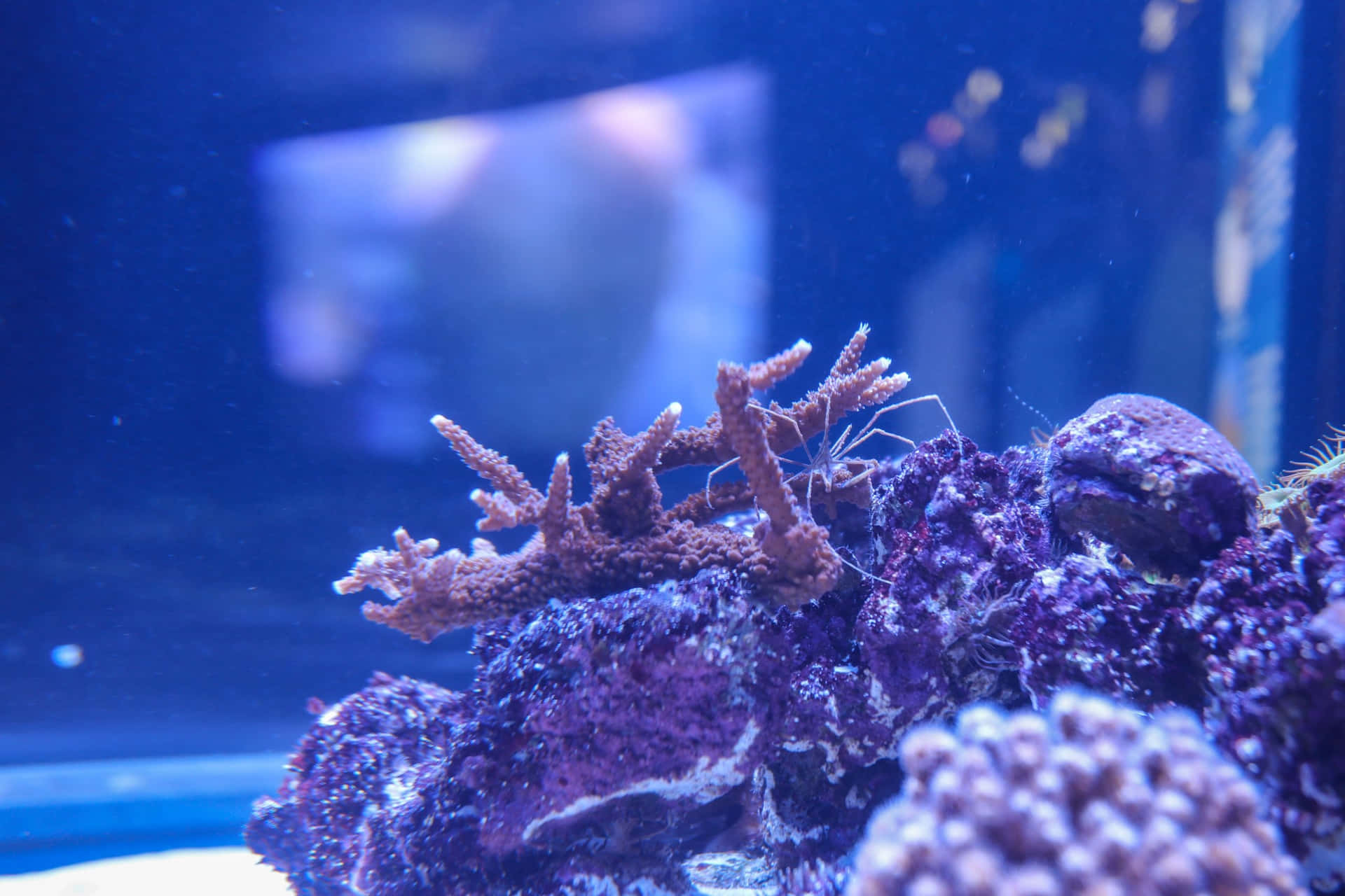 Staghorn Coral Aquarium Display Wallpaper