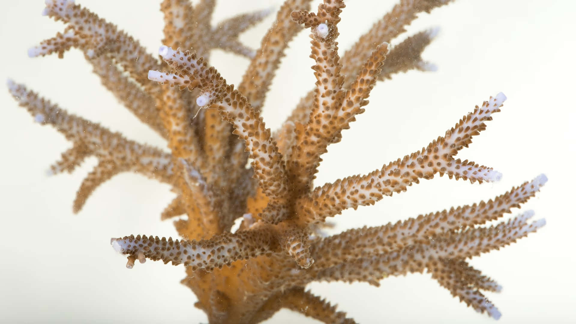 Staghorn Coral Closeup Wallpaper