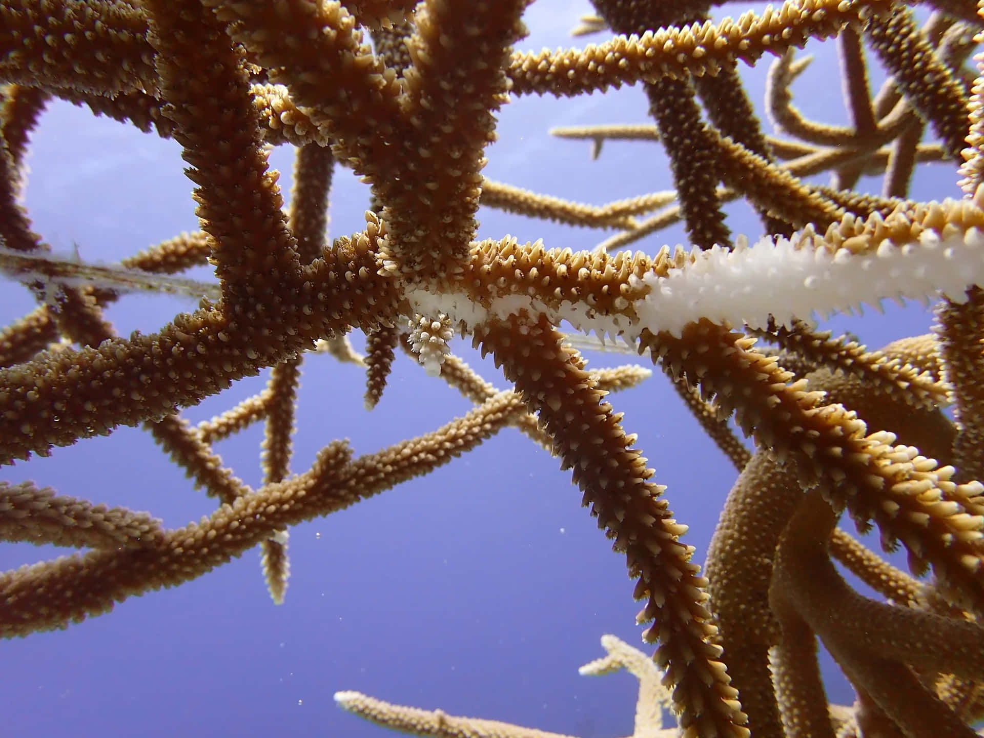 Staghorn Coral Closeup Underwater Wallpaper