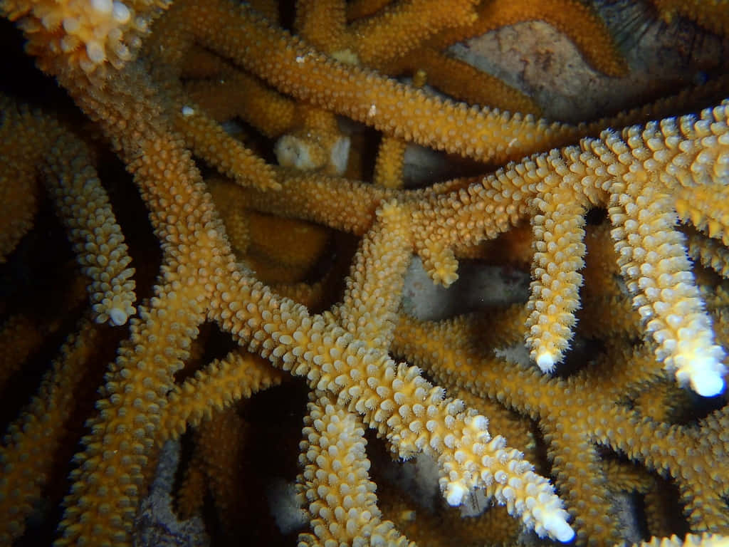Staghorn Coral Closeup Wallpaper