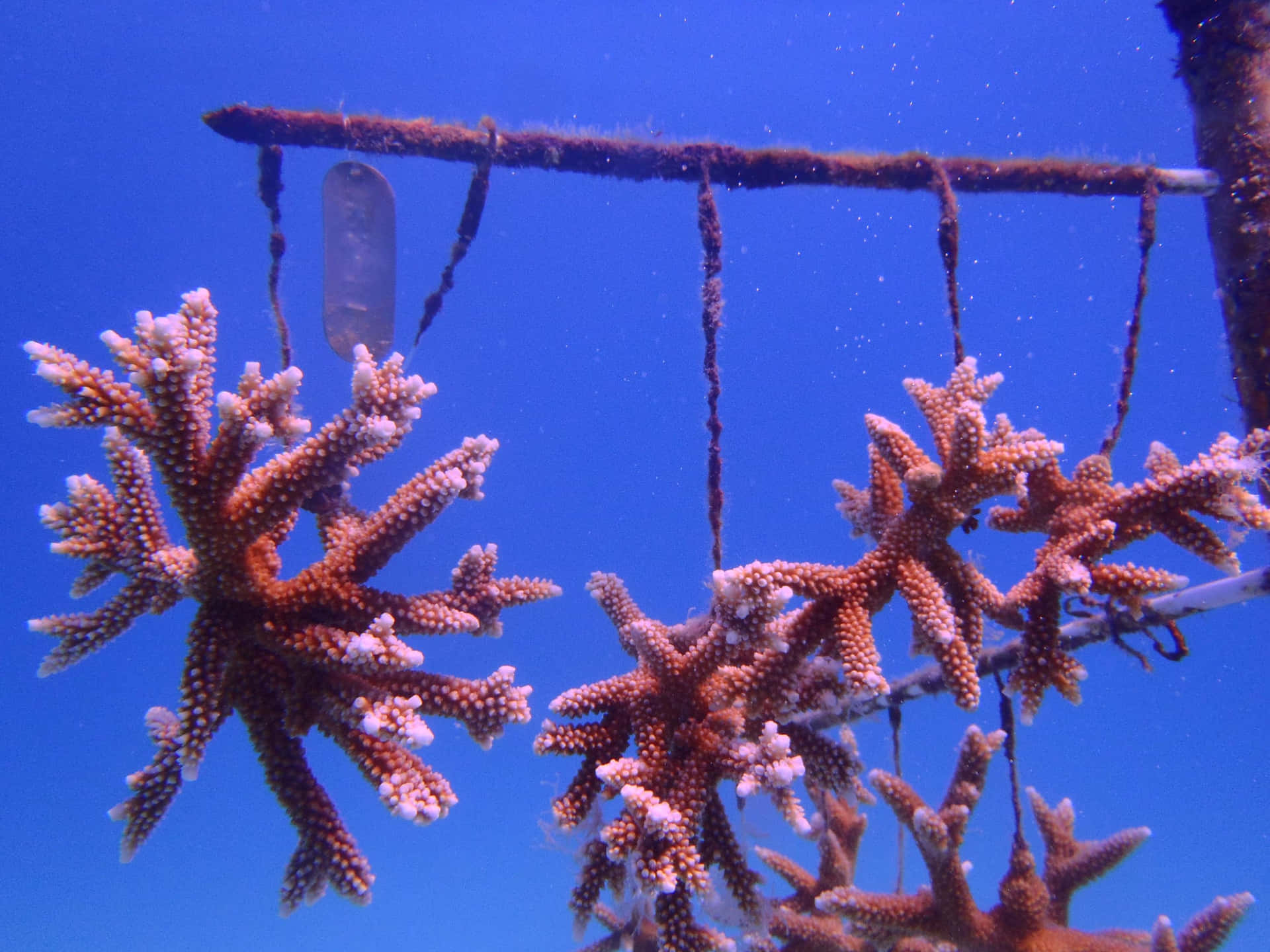 Staghorn Coral Cultivation Wallpaper