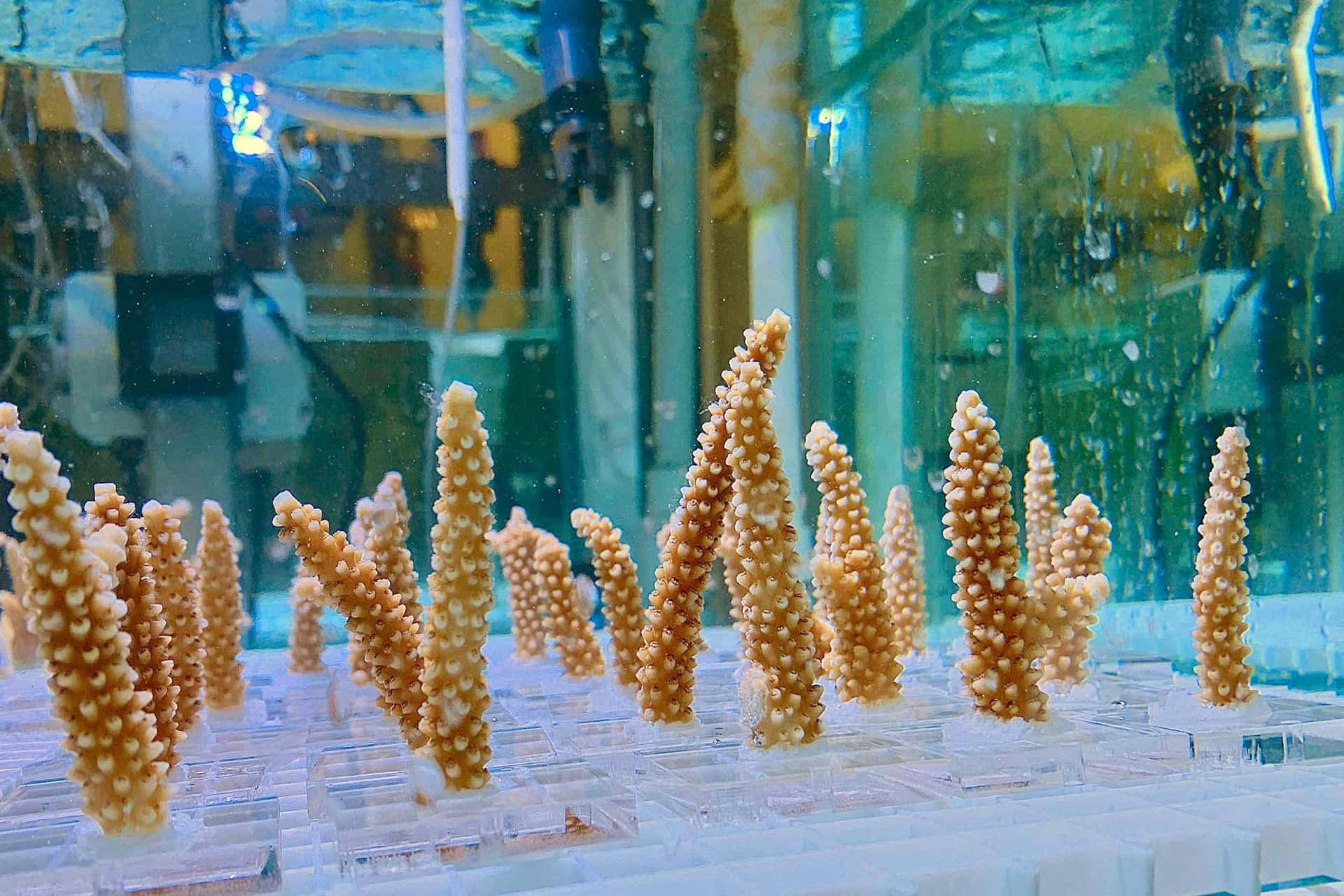 Staghorn Coral Fragments Aquaculture Wallpaper