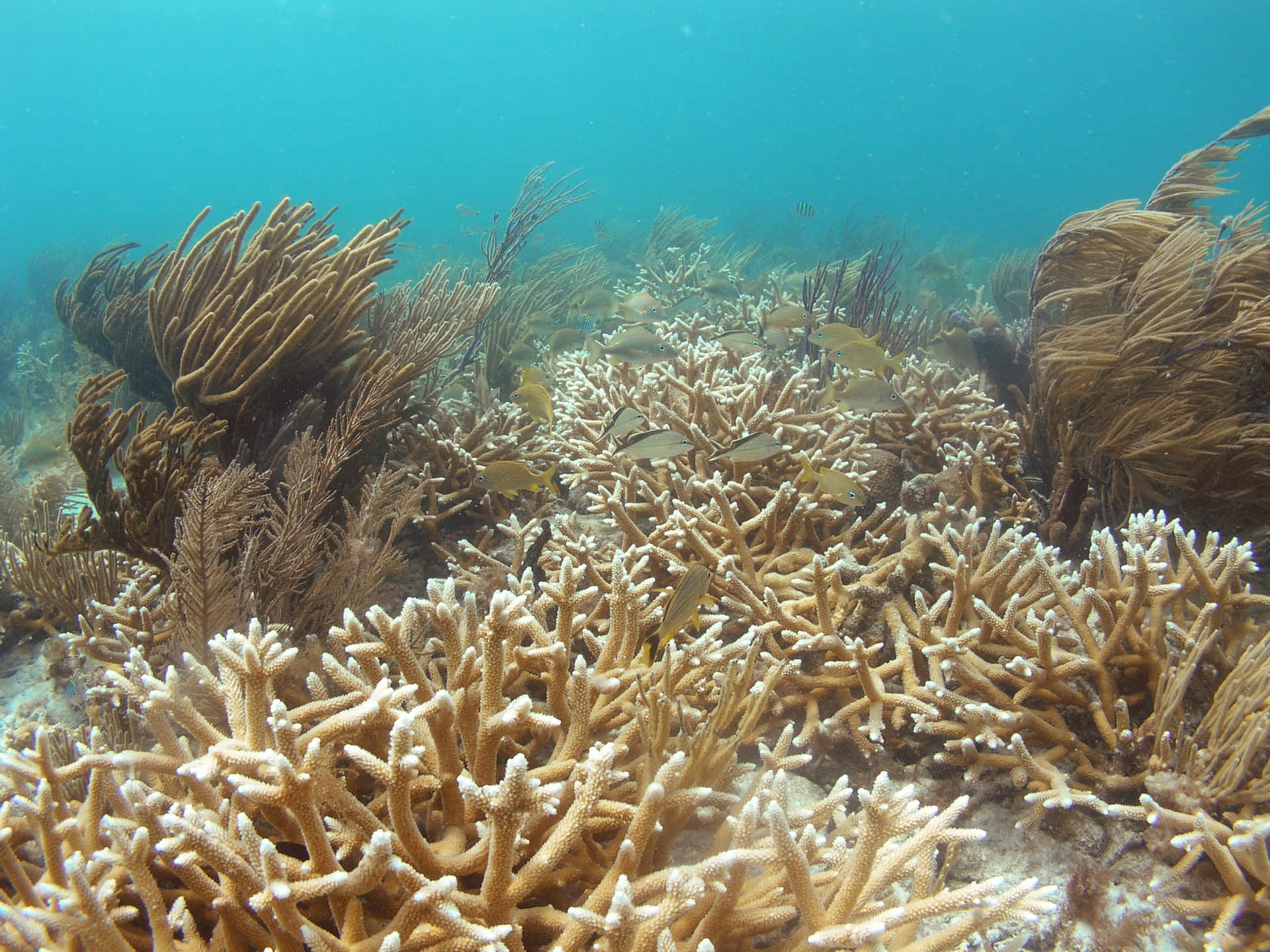 Download Staghorn Coral Reef Ecosystem Wallpaper | Wallpapers.com