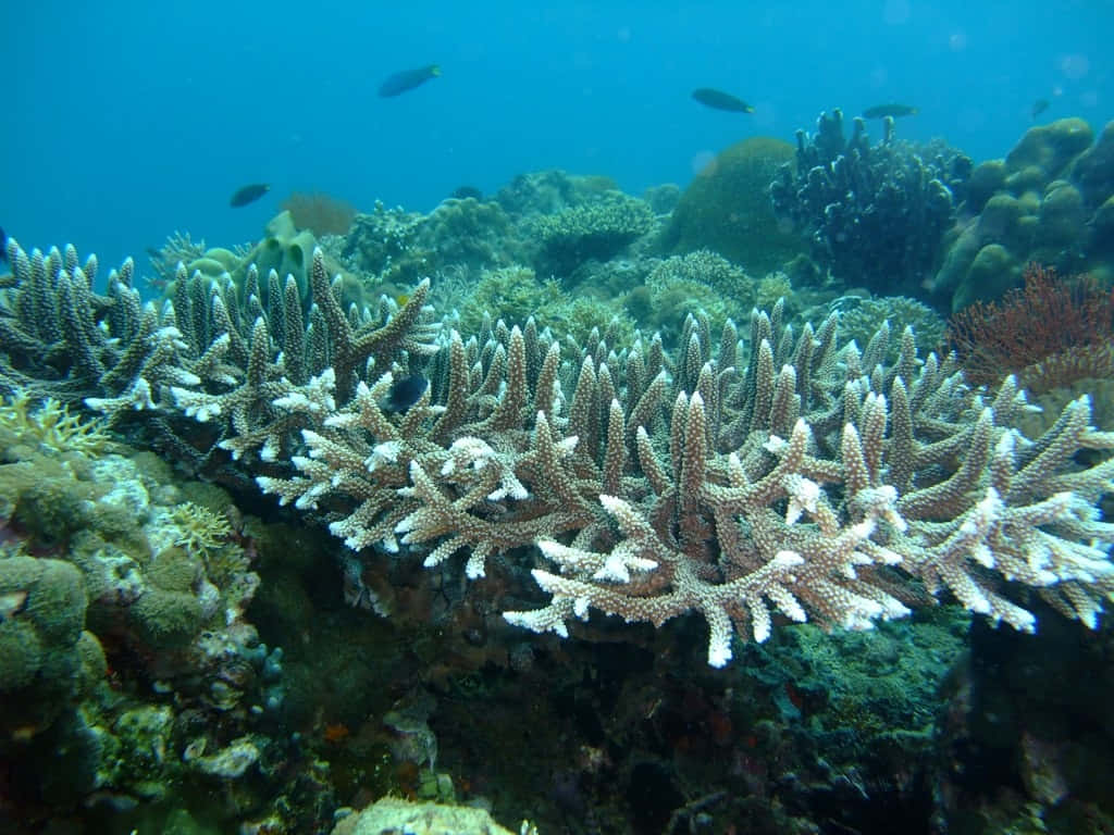 Staghorn Coral Reef Ecosystem Wallpaper