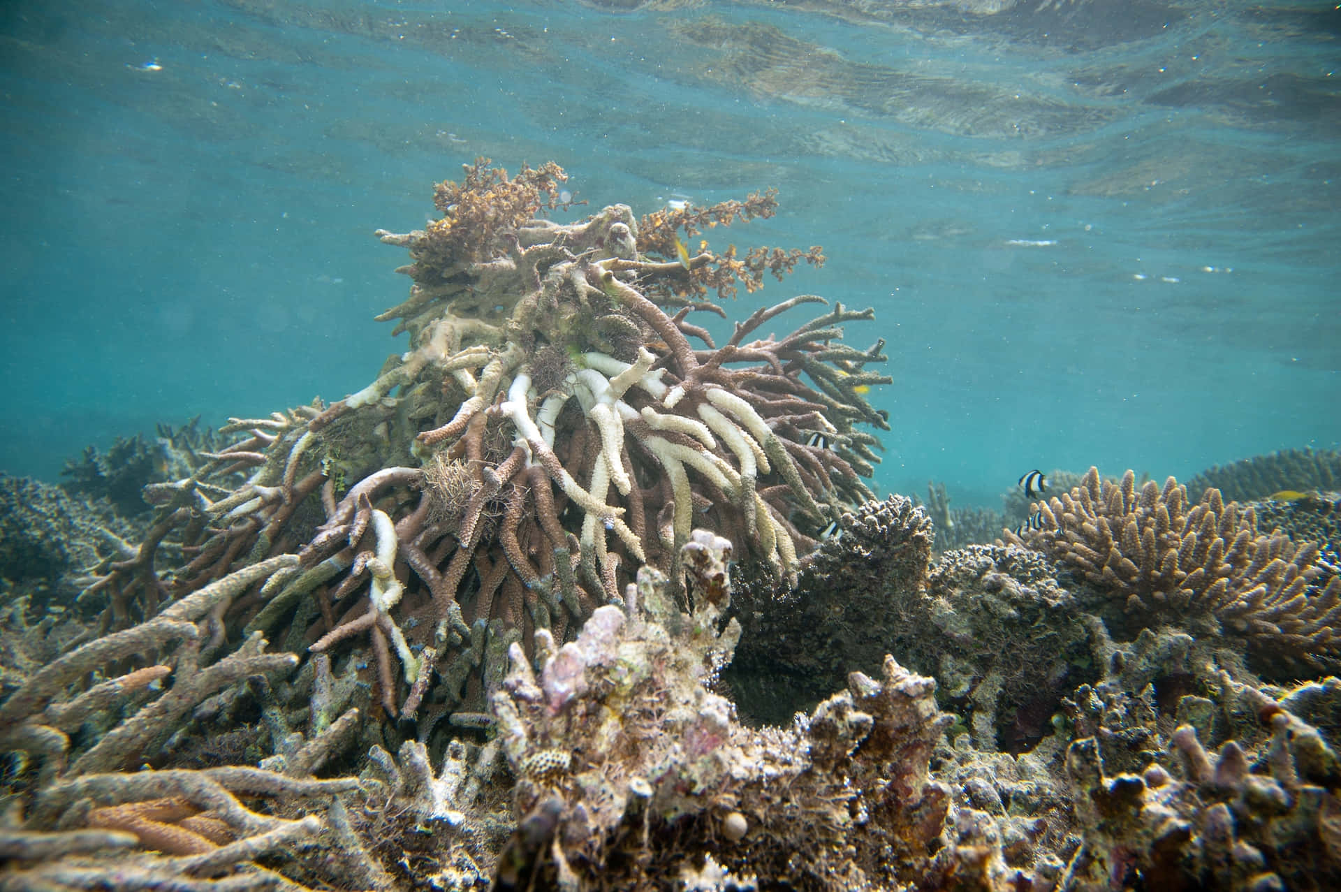 Staghorn Coral Reef Underwater Wallpaper