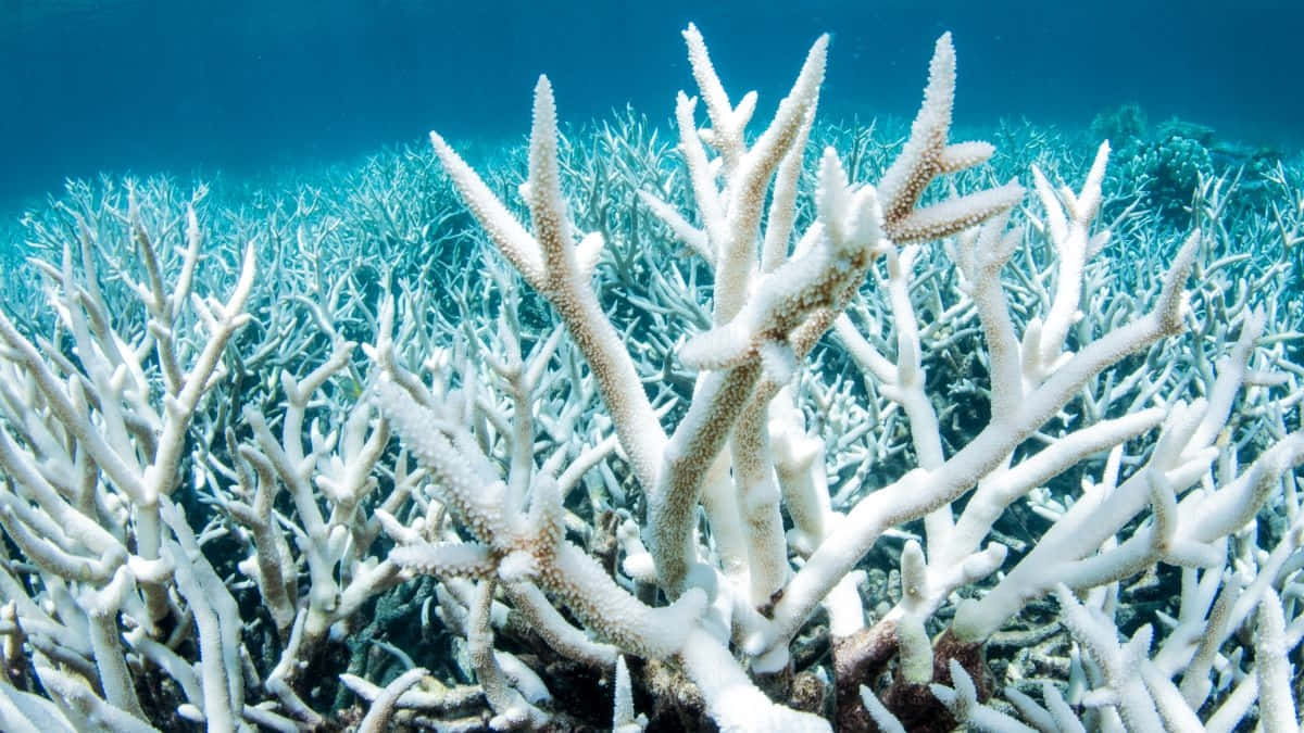 Staghorn Coral Reef Underwater Scene Wallpaper