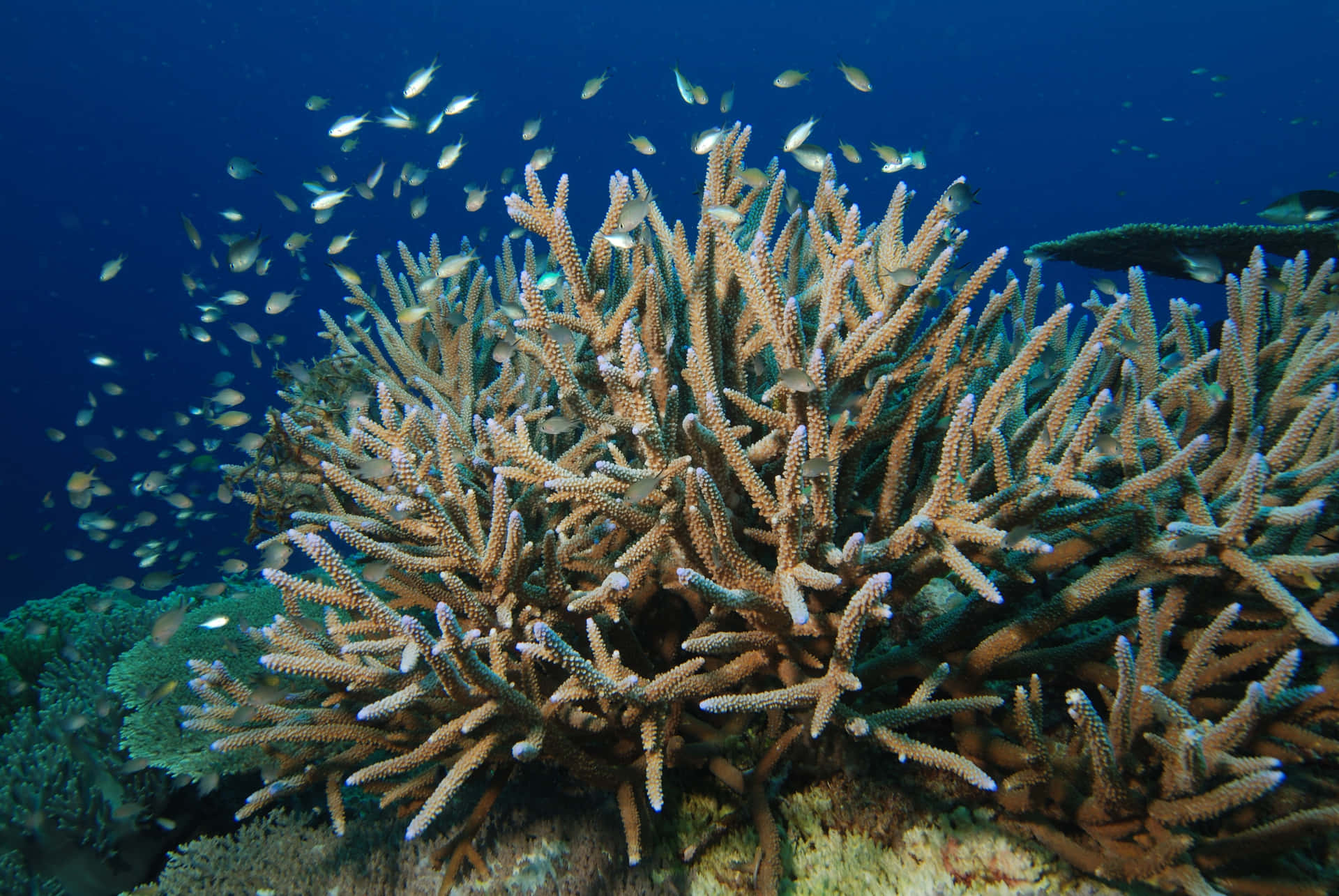 Staghorn Coral Reefwith Fish Wallpaper