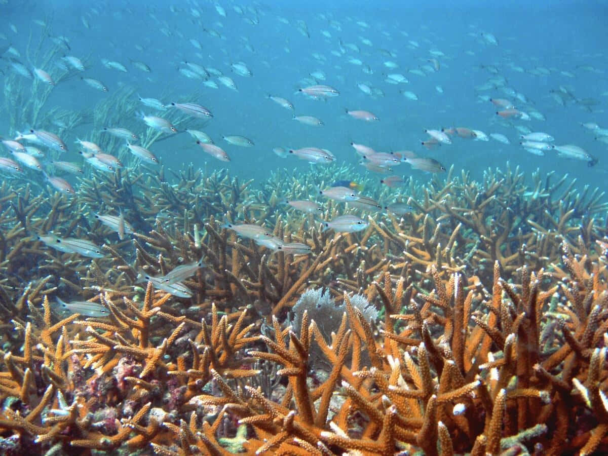 Staghorn Coral Reefwith Fish School Wallpaper