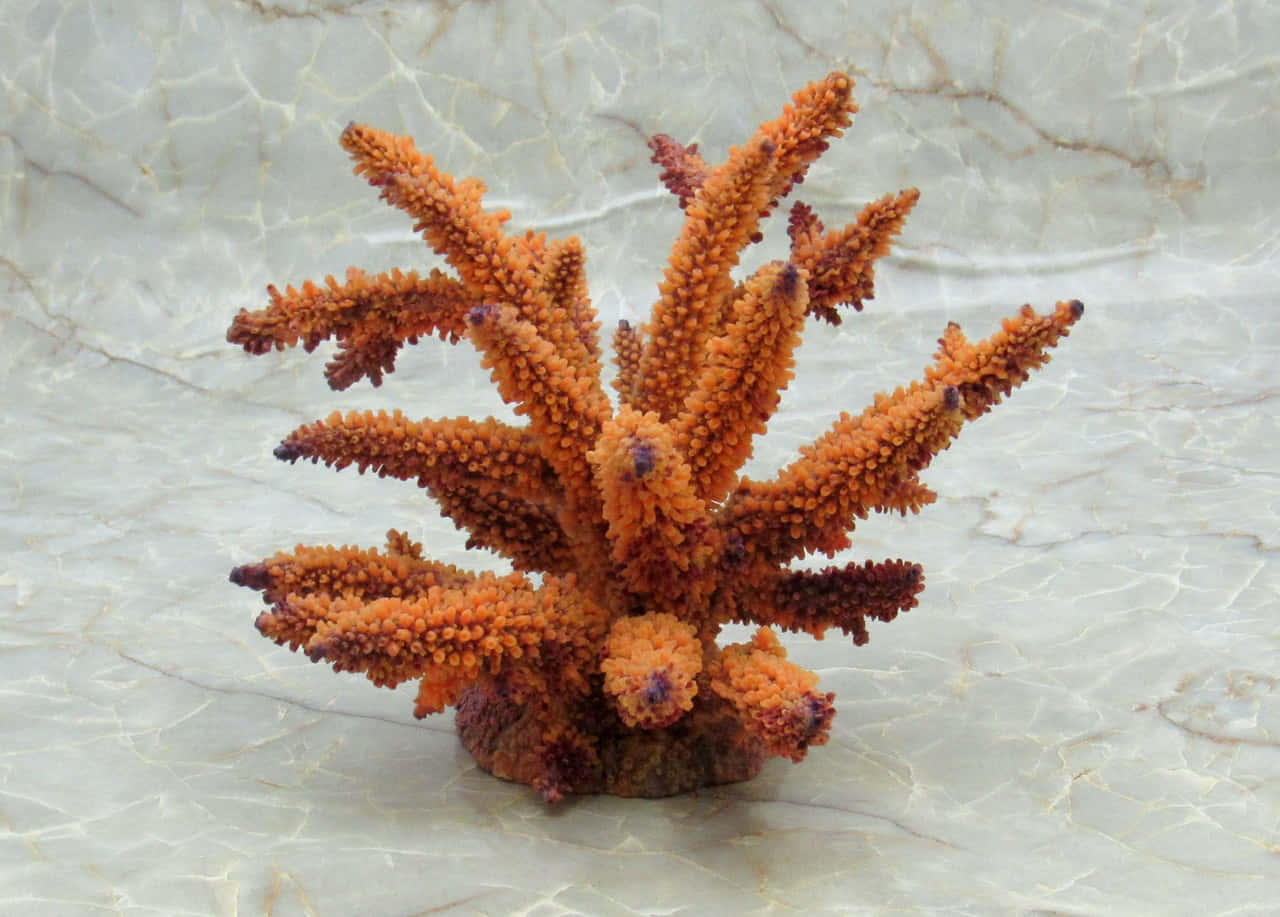 Staghorn Coral Specimen Wallpaper