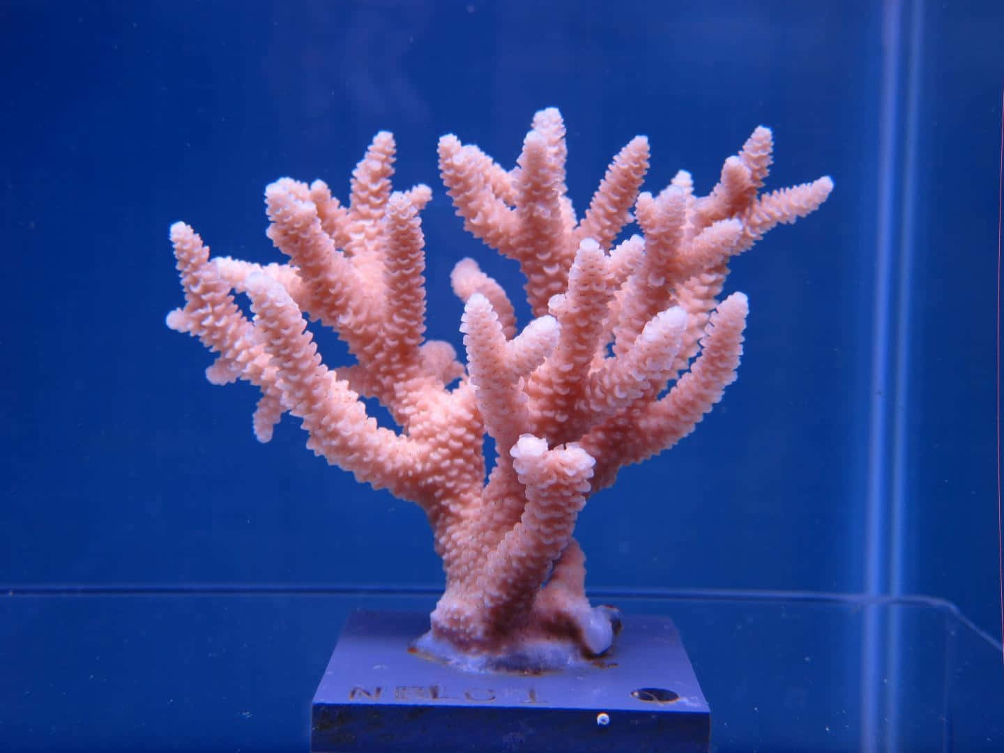 Staghorn Coral Specimen Aquarium Wallpaper