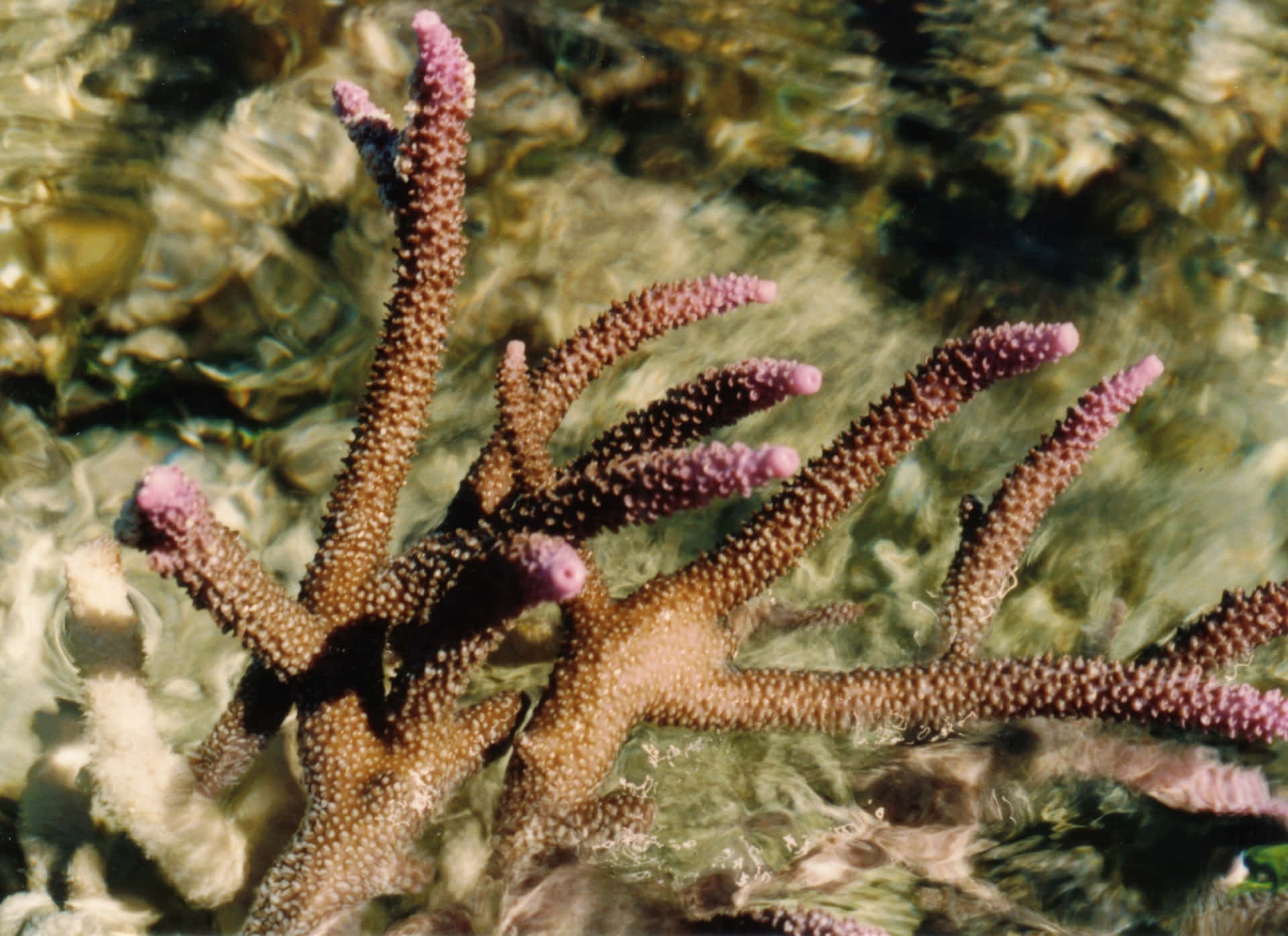 Staghorn Coral Underwater Beauty Wallpaper
