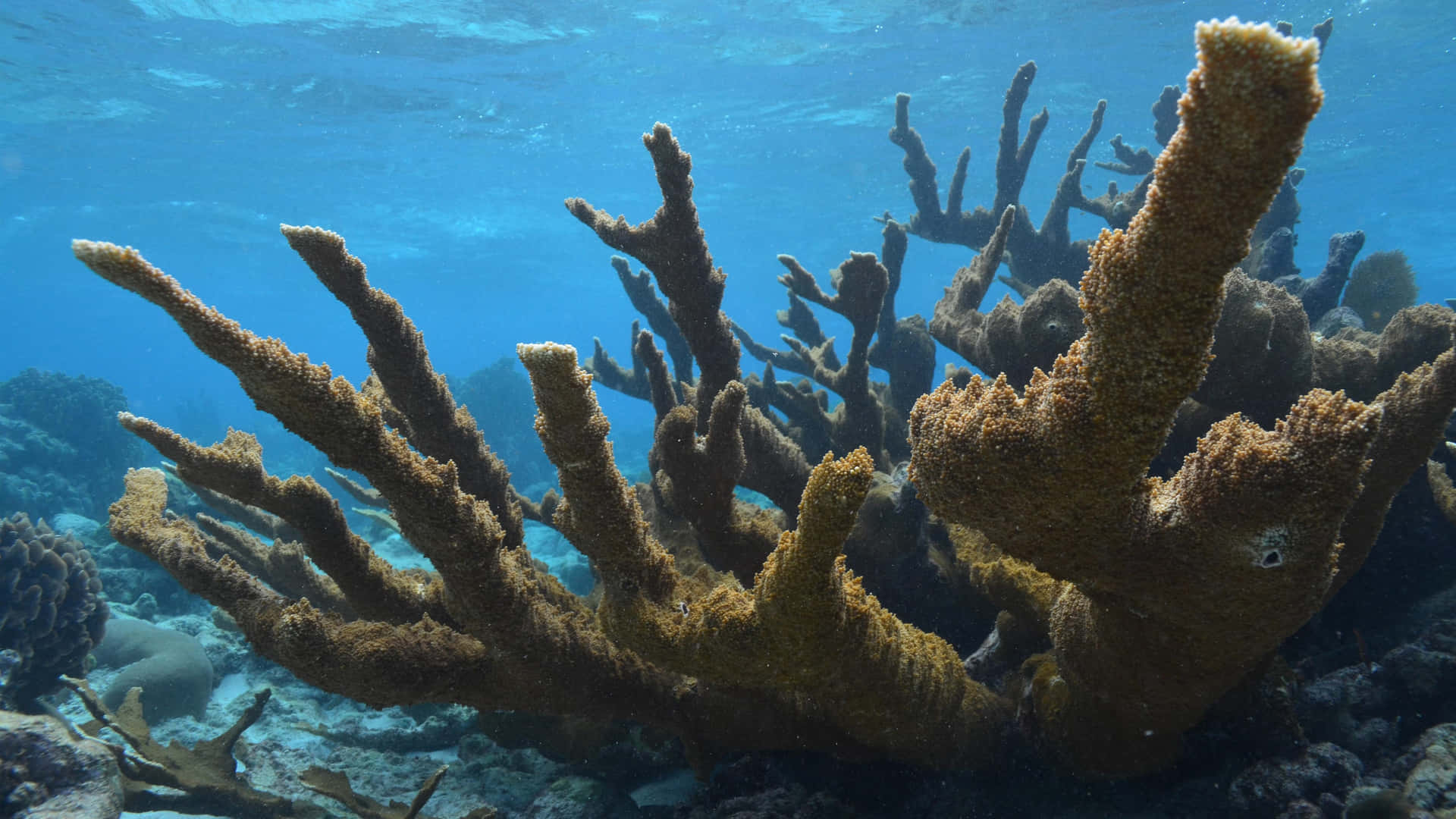 Staghorn Coral Underwater Landscape Wallpaper