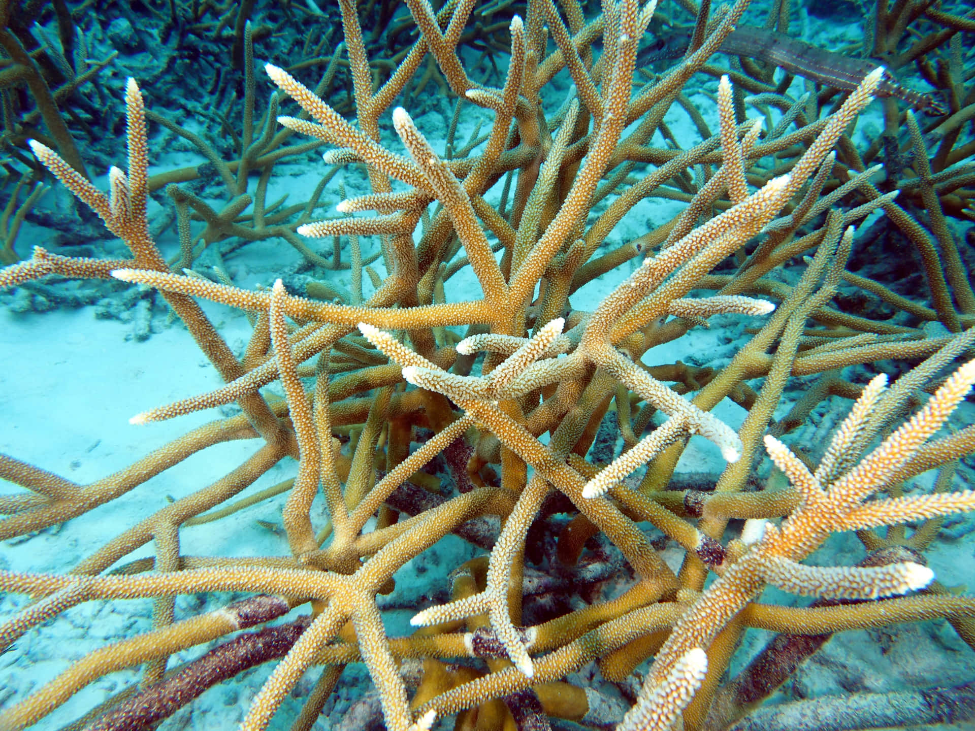 Staghorn Coral Underwater Scene Wallpaper