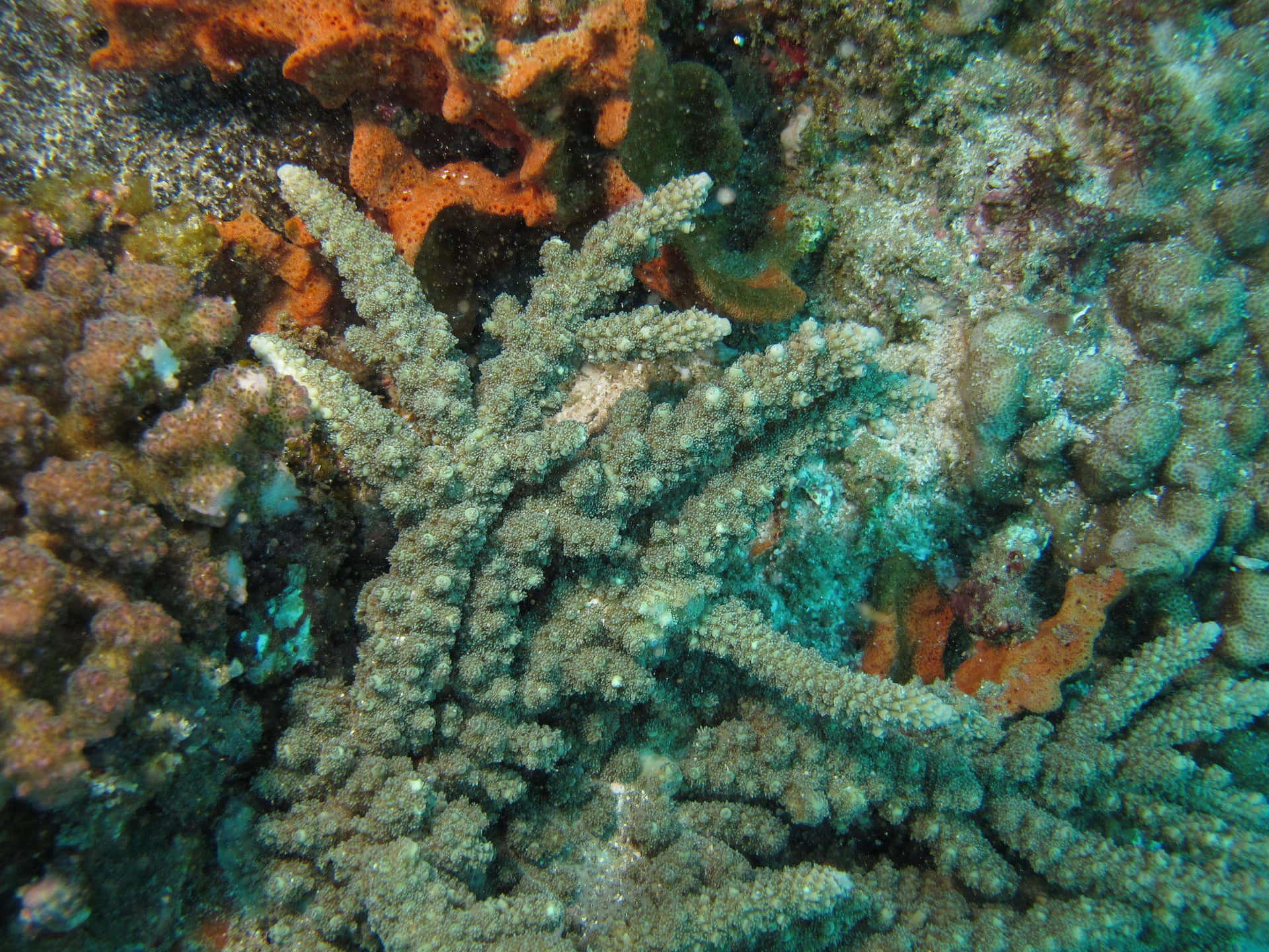 Staghorn Coral Underwater Scene Wallpaper