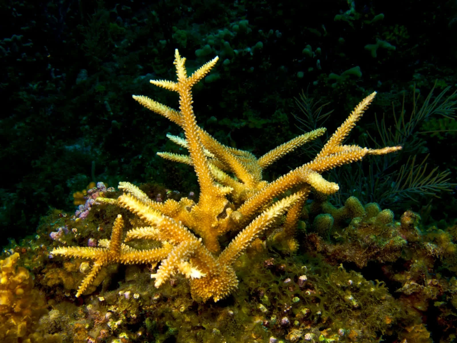 Staghorn Coral Underwater Scenery Wallpaper