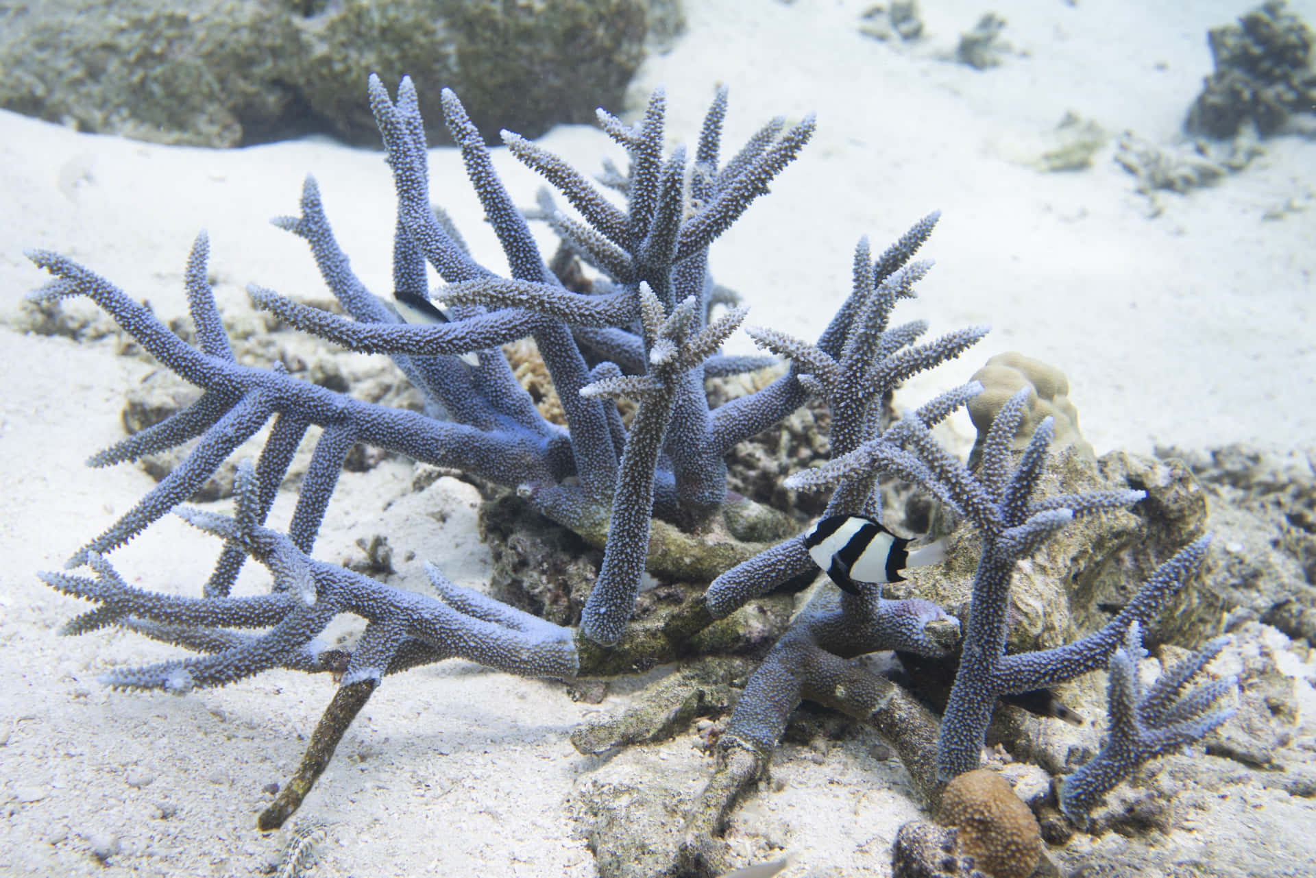 Staghorn Coralwith Fish.jpg Wallpaper