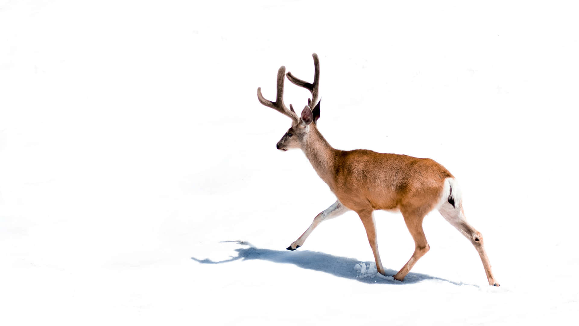 Stagin Snow Winter Wildlife.jpg Wallpaper