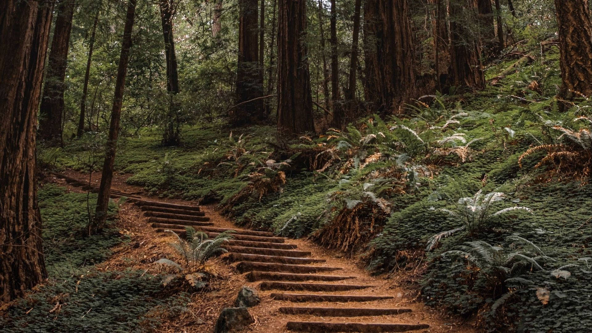 Stairs In Redwood Forest Wallpaper