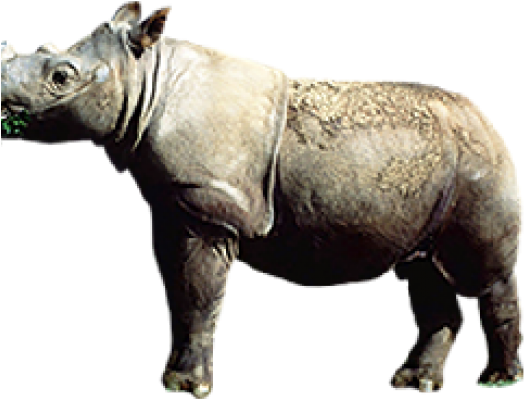Standalone Rhinoceros Profile PNG