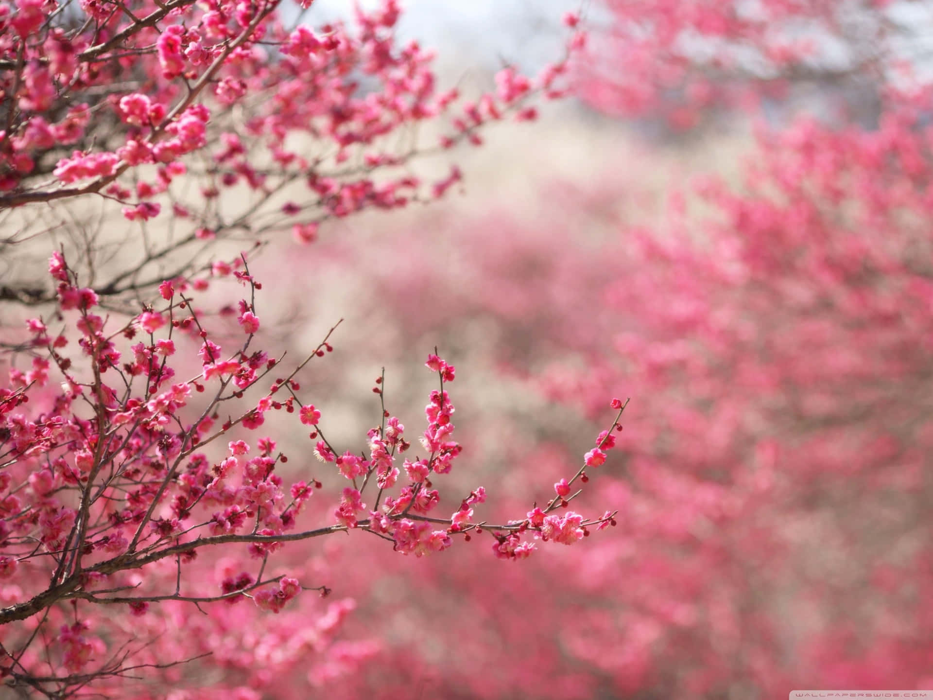 Standard Pink Cherry Blossom Tree Wallpaper