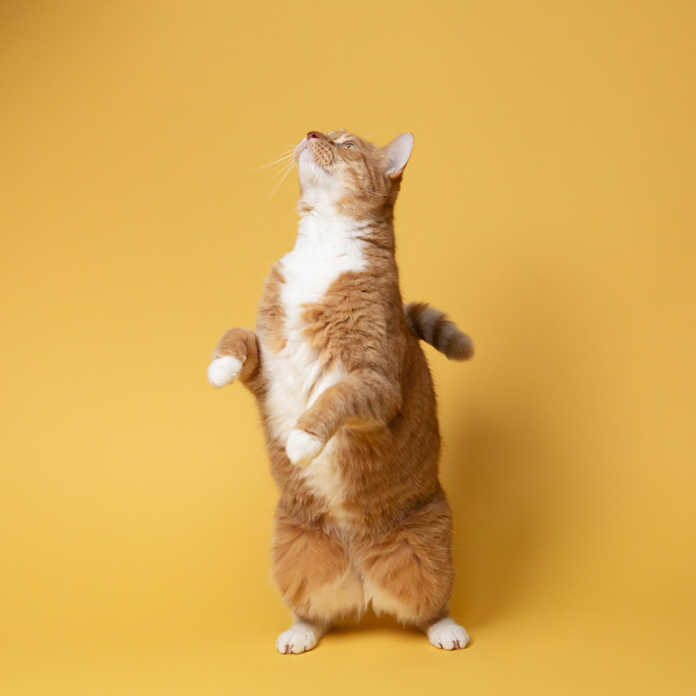 Standing American Ringtail Cat PFP Wallpaper