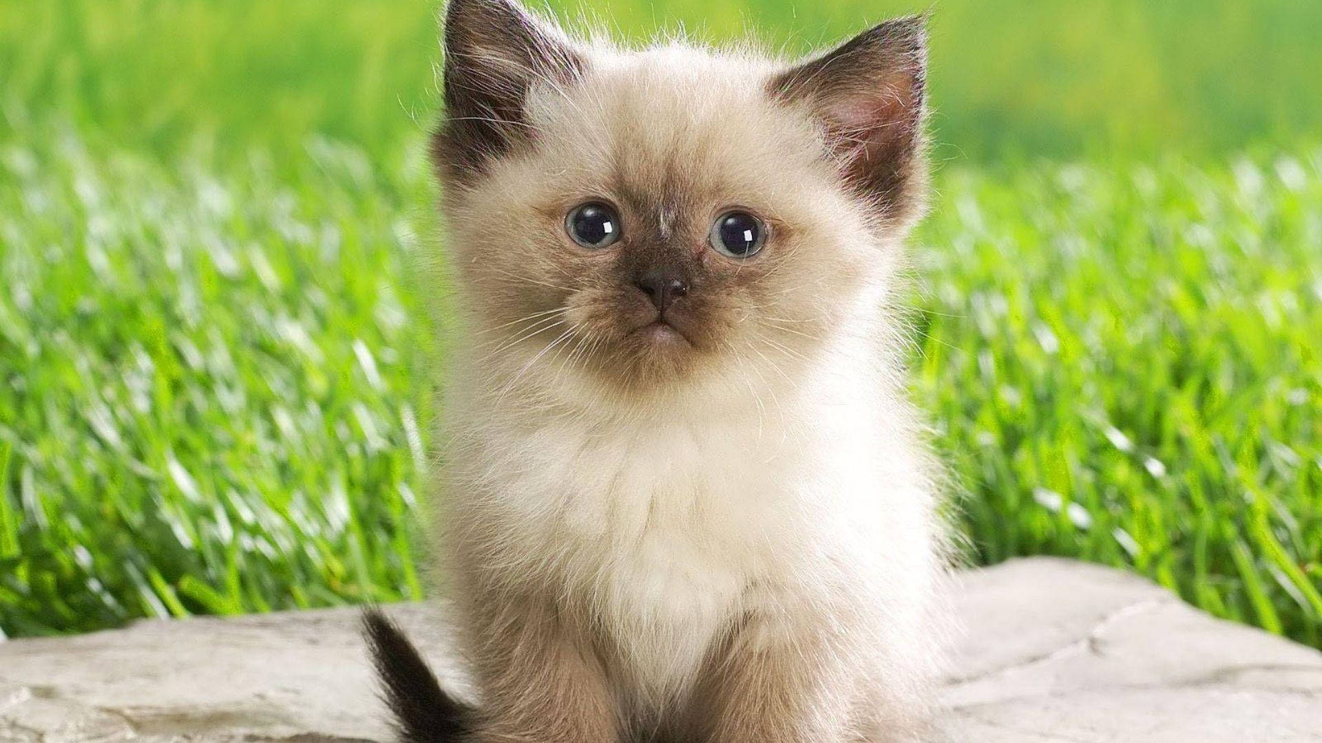 Standing Baby Animal Kitten Wallpaper