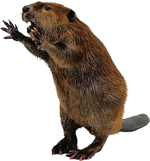 Standing Beaver Cutout.png PNG