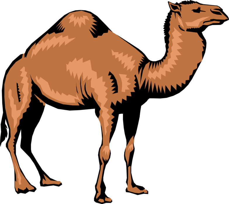 Standing Camel Illustration PNG
