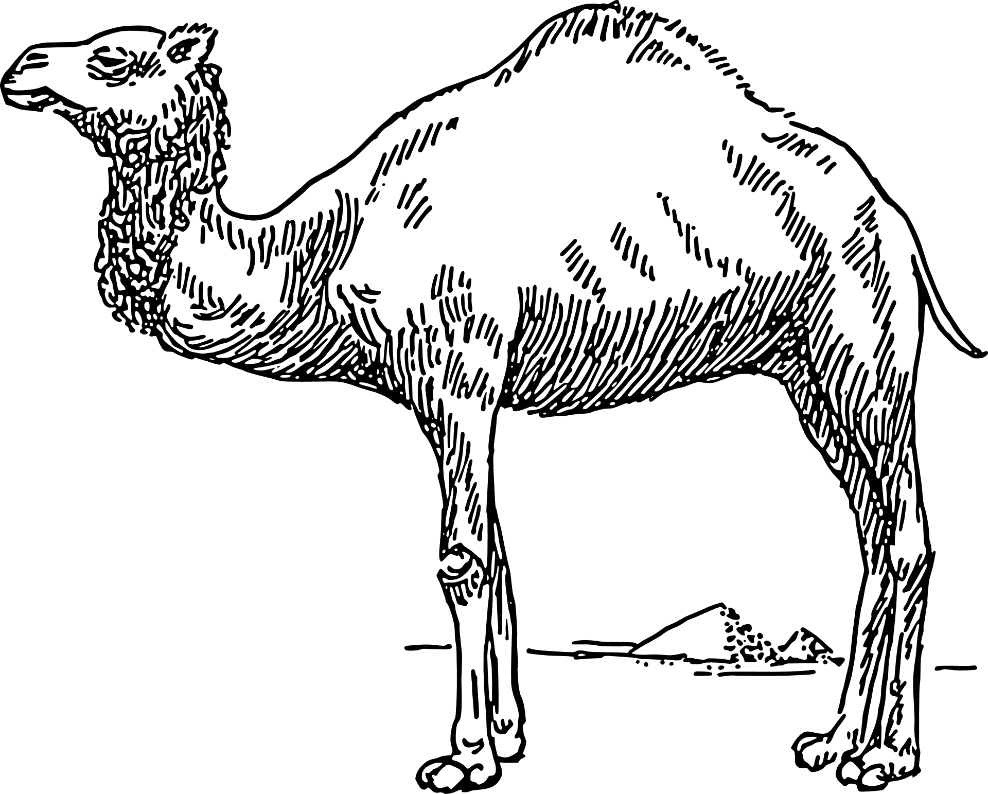 Standing Camel Sketch PNG