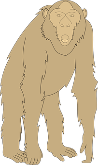 Standing Chimpanzee Illustration PNG