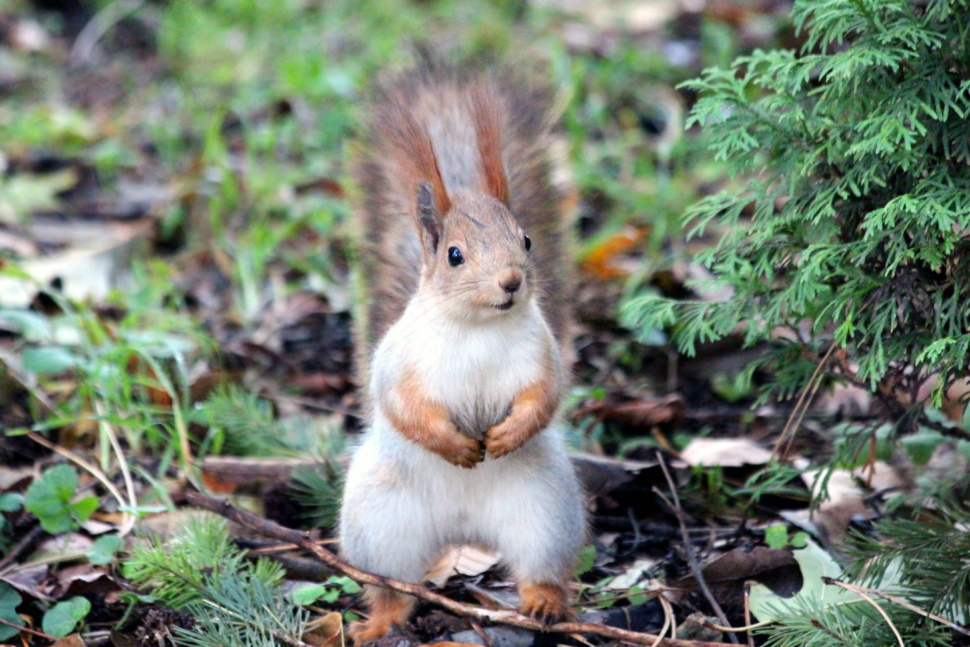 Standing Cute Animal Red Squirrel Wallpaper