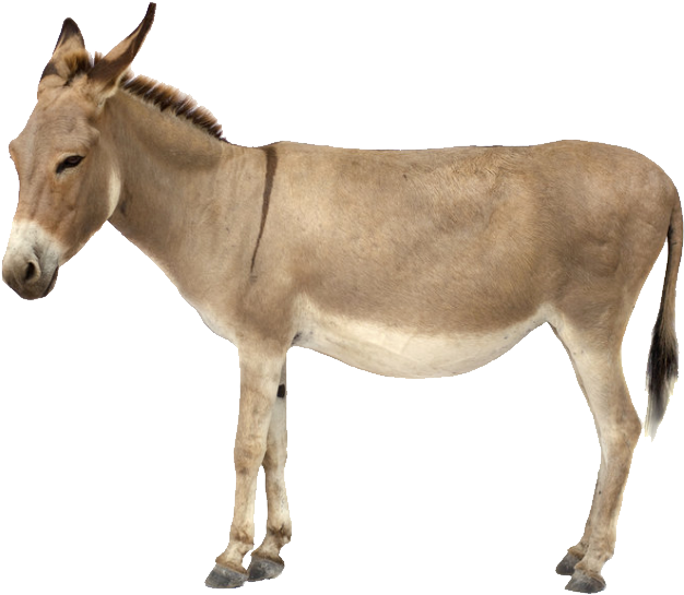Standing Donkey Isolated Background.png PNG
