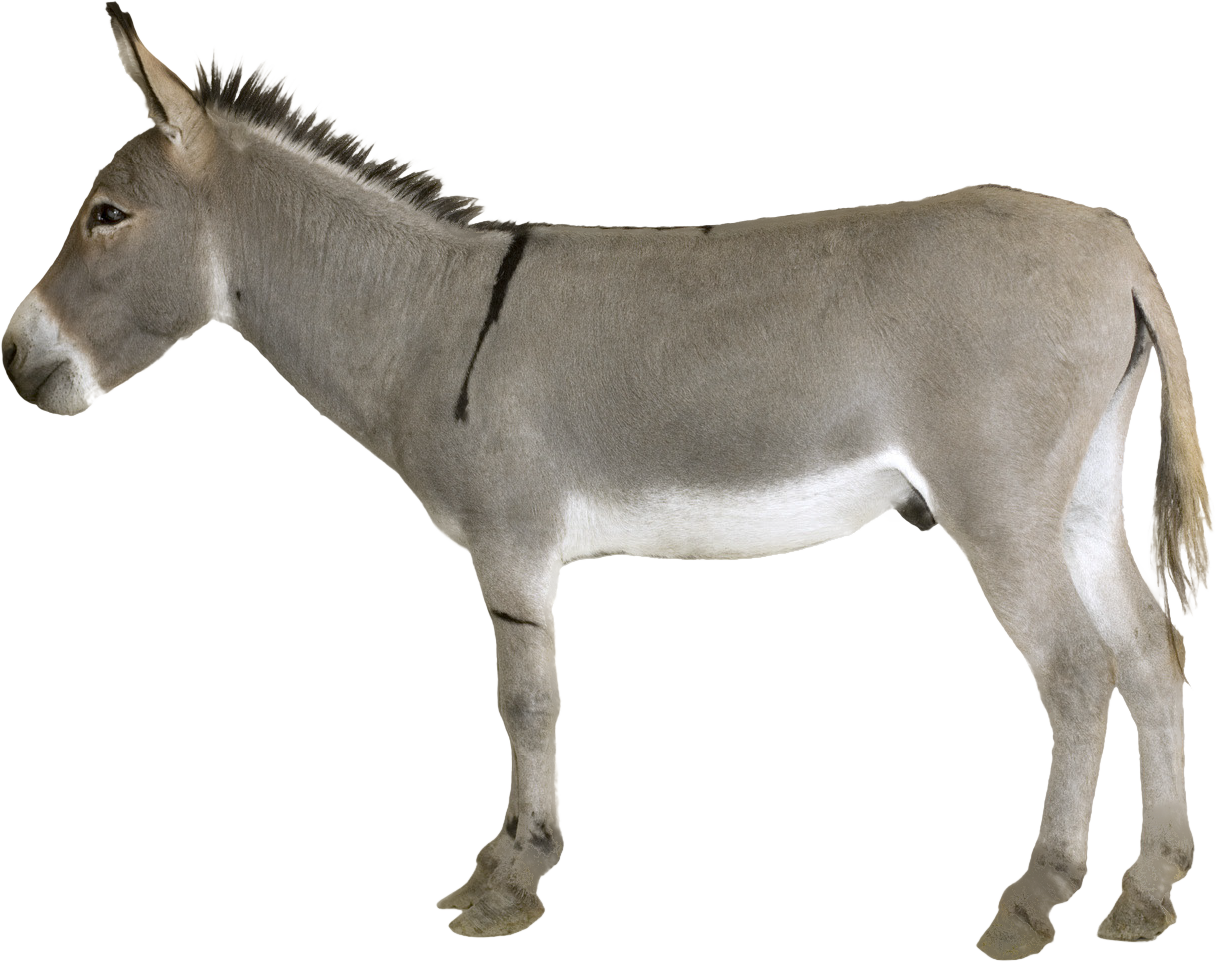 Standing Donkey Profile View PNG