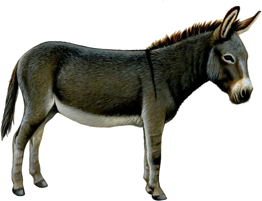 Standing Donkey Transparent Background.png PNG