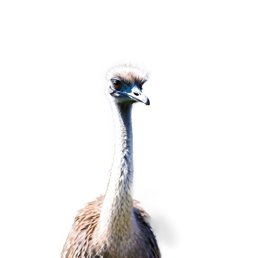 Download Standing Emu Png 06252024 | Wallpapers.com