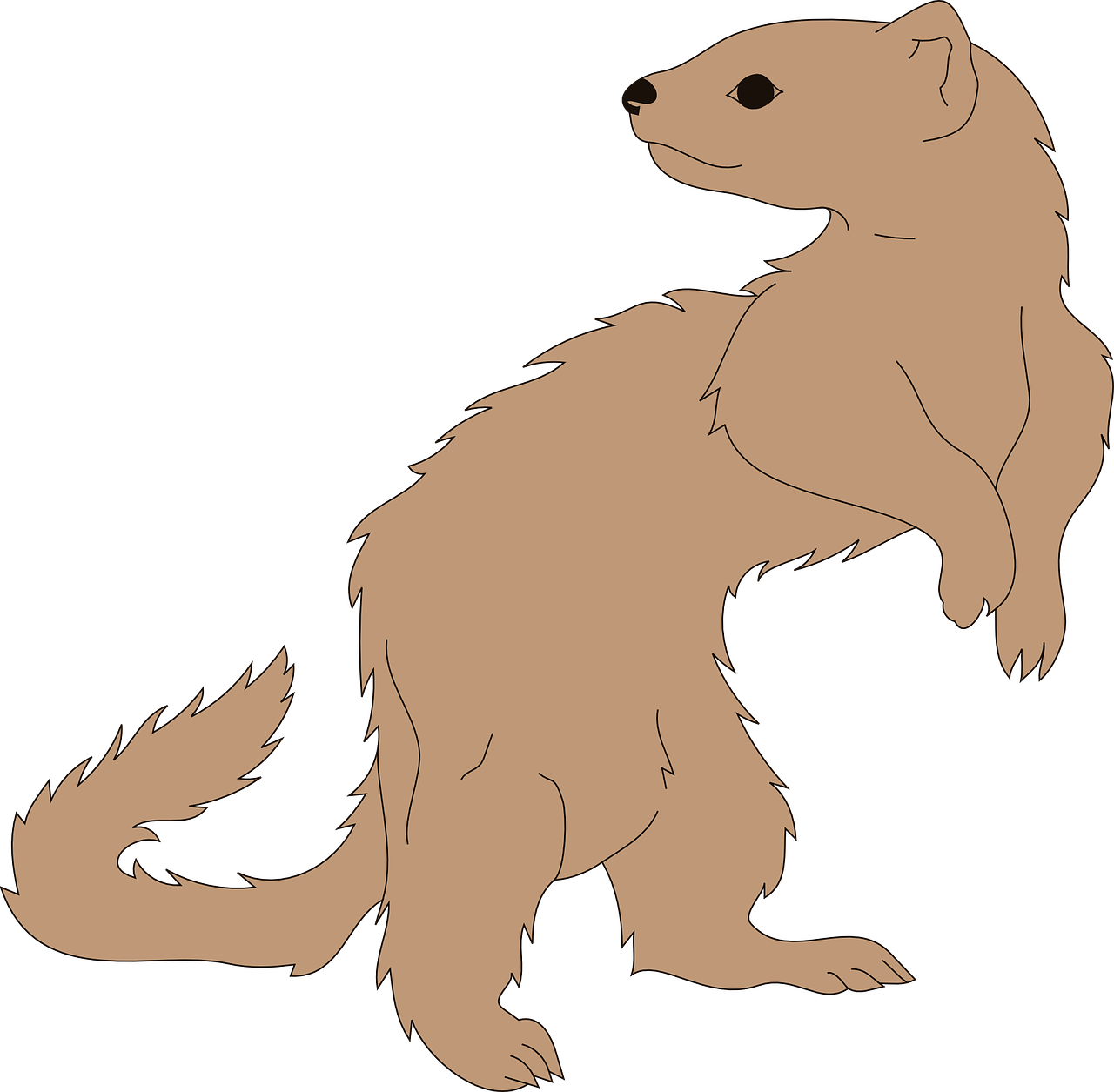 Standing Ferret Illustration PNG