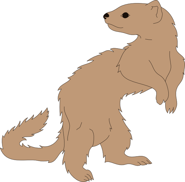 Standing Ferret Illustration PNG