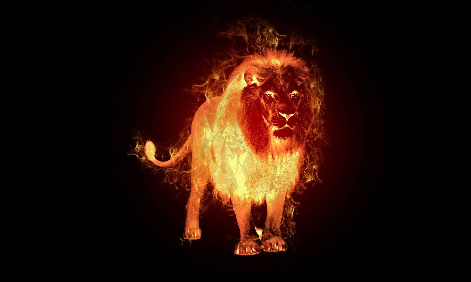 Stående Ild Løve I Sort Baggrund Wallpaper