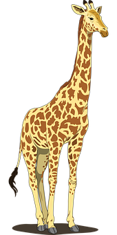 Standing Giraffe Illustration PNG