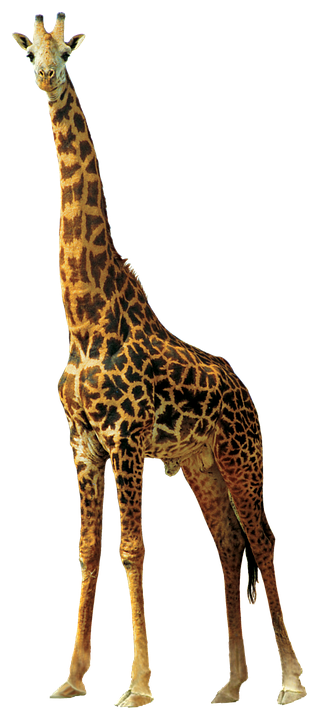 Standing Giraffe Isolated Background PNG
