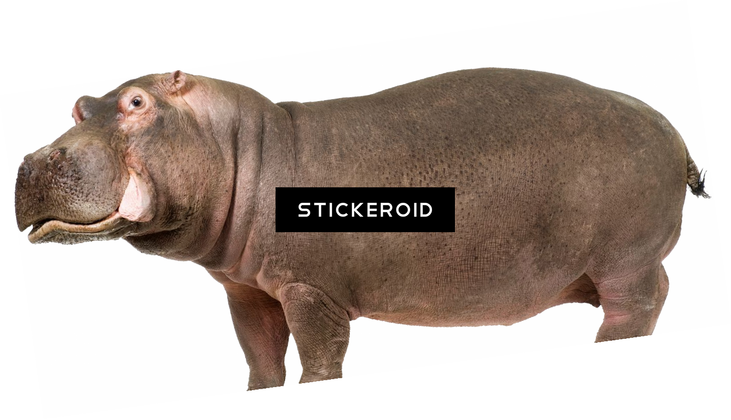 Standing Hippopotamus Cutout PNG