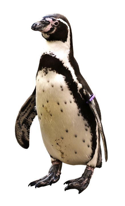 Standing Humboldt Penguin PNG
