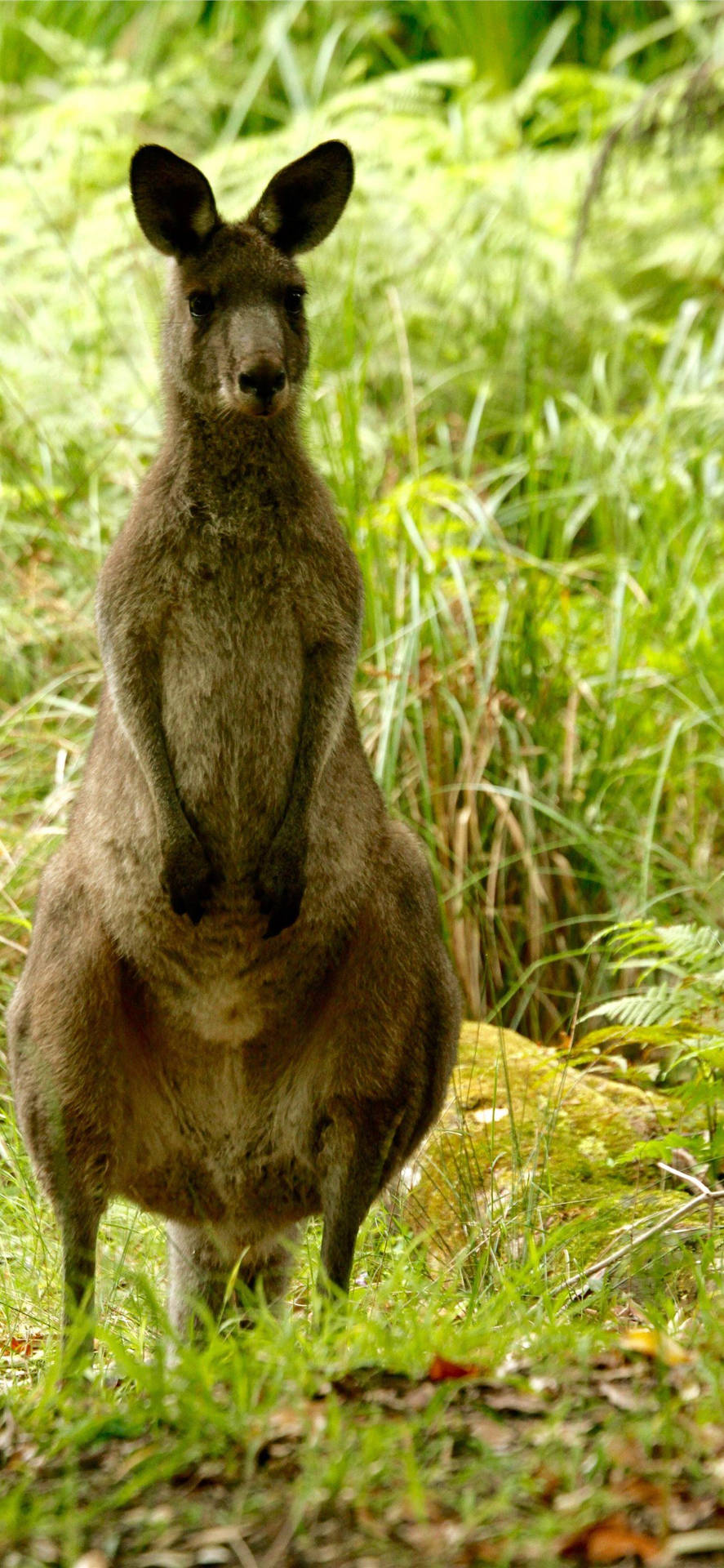 Standing Kangaroo Wallpaper